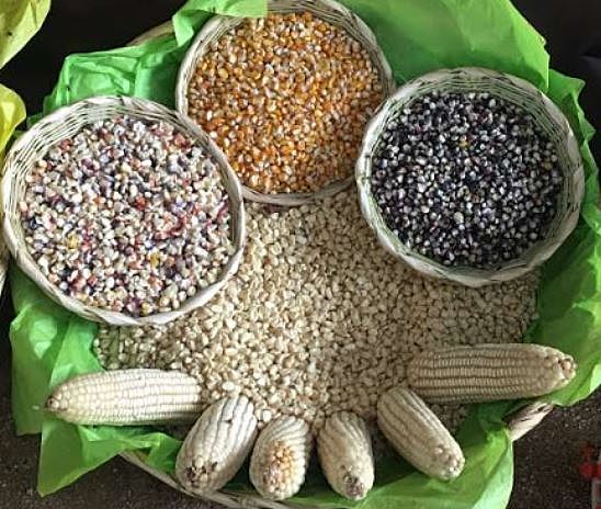 Producción de granos como prioridad para la seguridad nacional