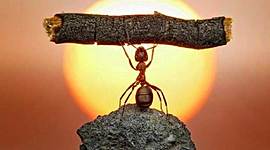 Timeline: Leadership timeline Fito