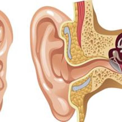 Timeline: Línea de vida del oído y la escucha