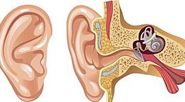 Timeline: Línea de vida del oído y la escucha