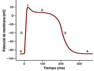 POTENCIAL DE ACCIÓN