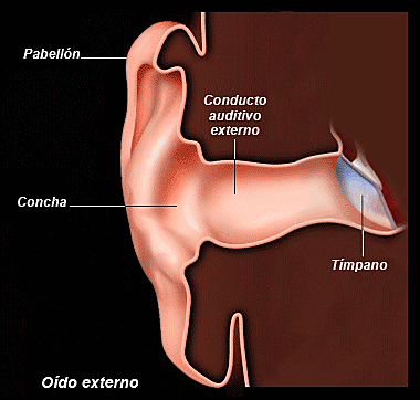 El oído externo