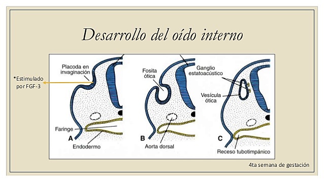 DESARROLLO DEL OÍDO INTERNO
