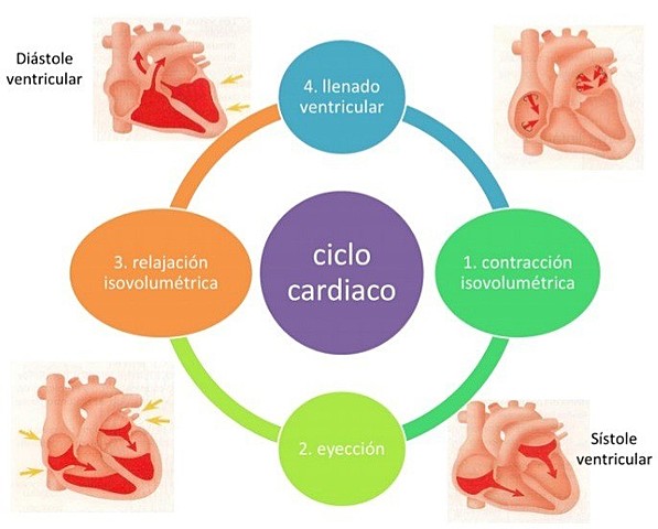 Fases de la circulación cardiaca