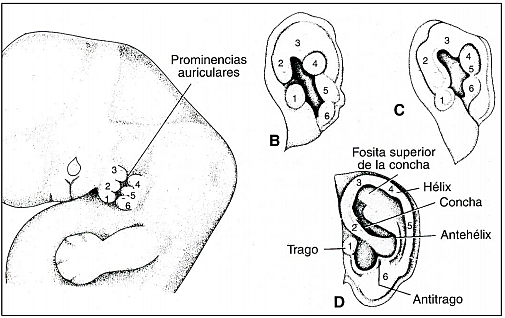 DESARROLLO DEL OÍDO EXTERNO
