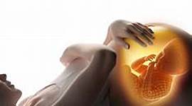 Timeline: Psicología Evolutiva y el desarrollo prenatal