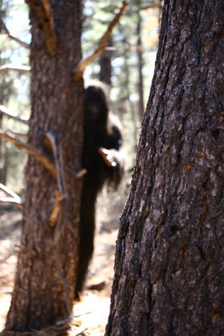 Washington Irving "The Devil and Tom Walker"