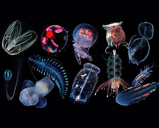 CTENÓFEROS O MEDUSAS PEINE 1 SISTEMA NERVIOSO