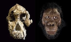 AUSTRALOPITHECUS AFARENSIS