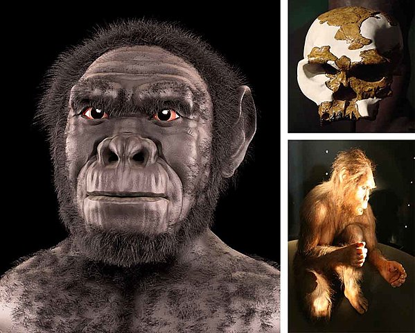 HOMO RUDOLFENSIS 2,9 MILLONES DE AÑOS