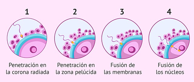 Fecundación