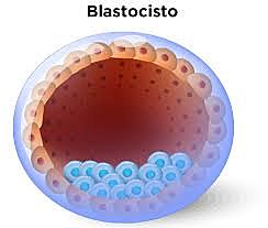 Blastocisto