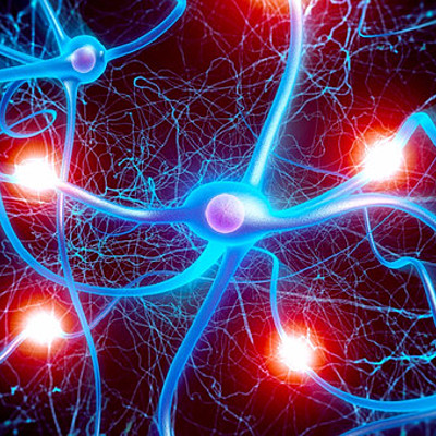 Timeline: evolucion del cerebro