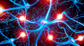 Timeline: evolucion del cerebro