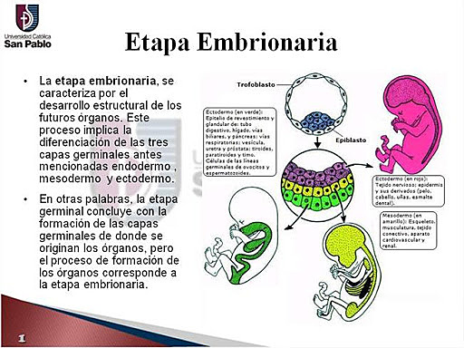 Período embrionario