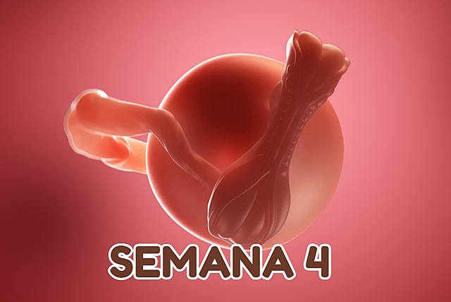 Semana 4