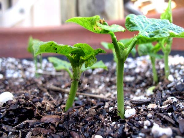 Henry David Thoreaus "Walden"