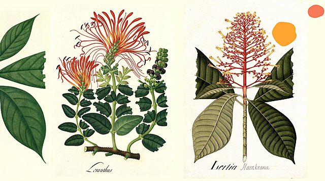 Botanical expedition