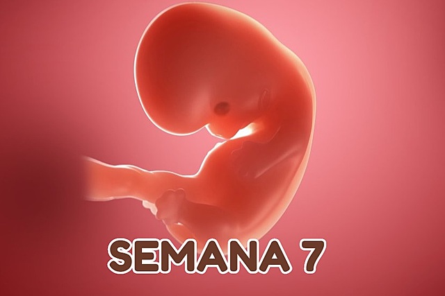 Semana 7