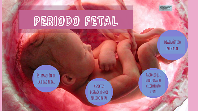 Período fetal