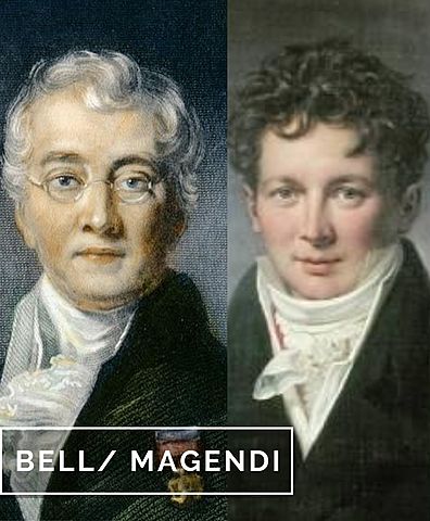 Bell / Magendi