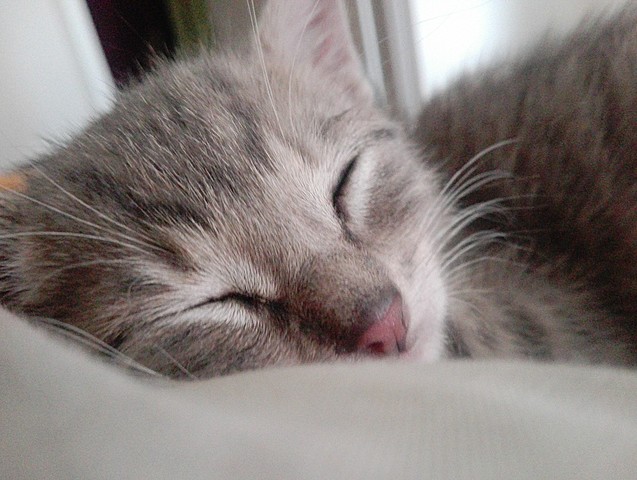 The day we adopted our third cat