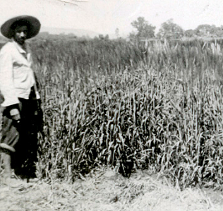 Cosecha de Cereales en el exterior