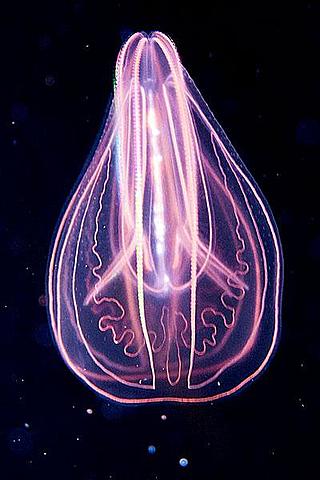 Surge el sistema nervioso