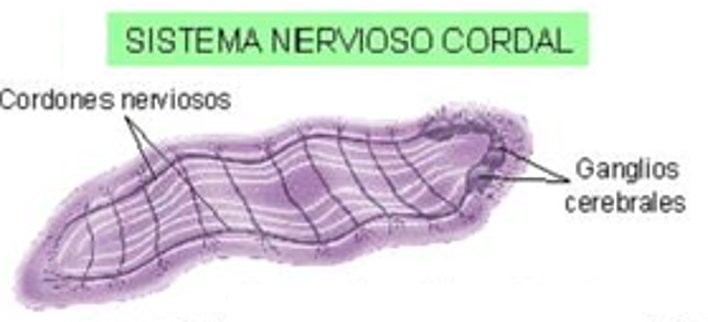 sistema nervioso hiponeuro