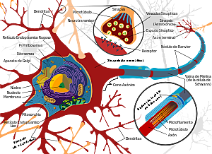 Surge la primera neurona