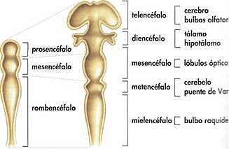 primeros comienzos del encenfalo