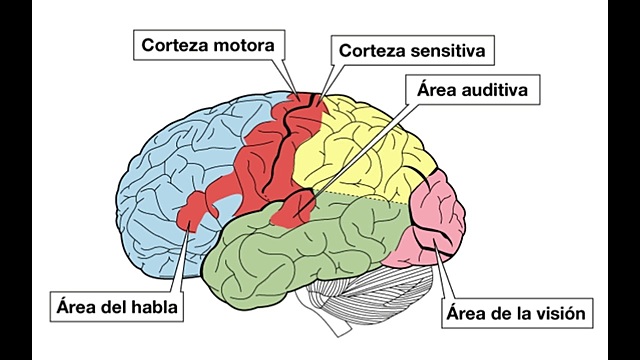 corteza cerebral