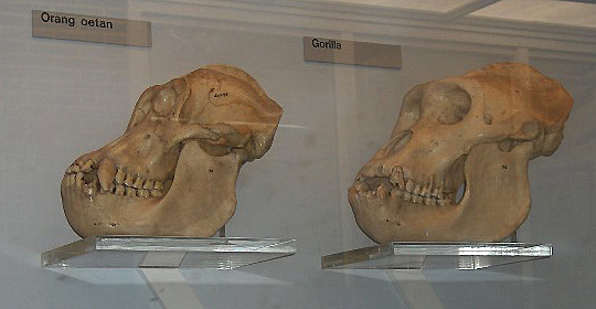 Se conocen los primeros homínidos