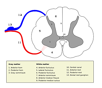 Ley de Magendie-Bell