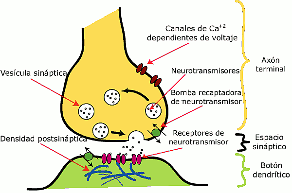 Descubrimiento de neurotransmisores