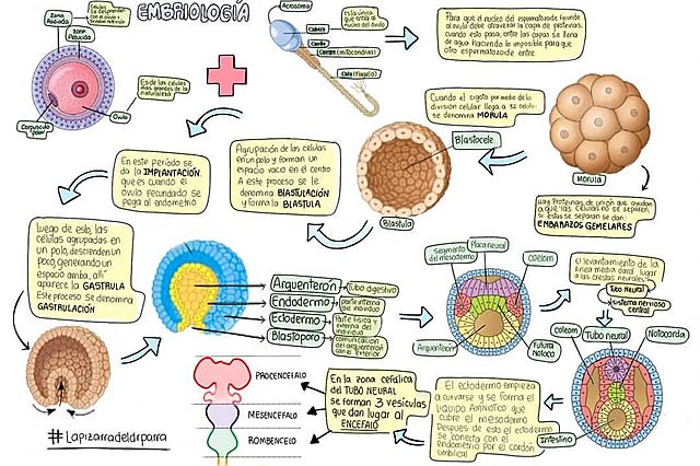 Periodo del cigoto o germinal