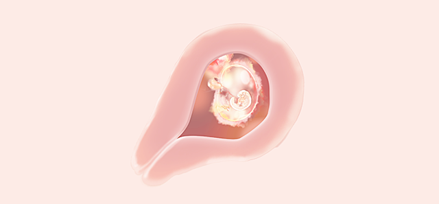 4 Semanas de Embarazo: El desarrollo de tu bebé