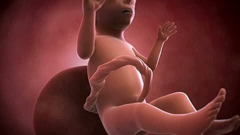 20 Semanas de Embarazo