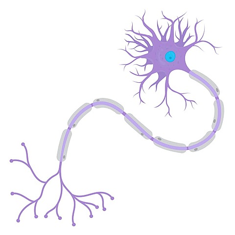 Surgimiento primeras neuronas