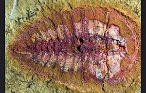 Organización nerviosa