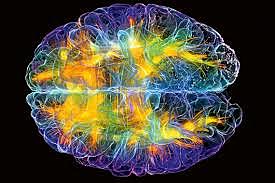 Complejidad del cerebro