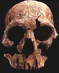 Surgimiento de los primeros homínidos