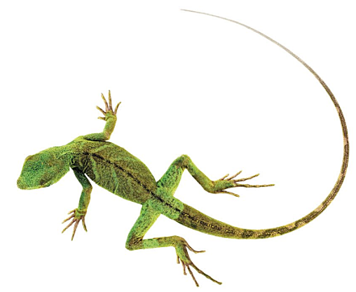 Aumento de complejidad y funciones del cerebro