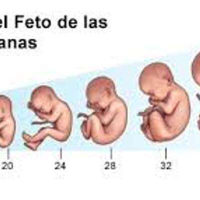 Timeline: Desarrollo Prenatal