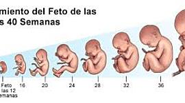 Timeline: Desarrollo Prenatal