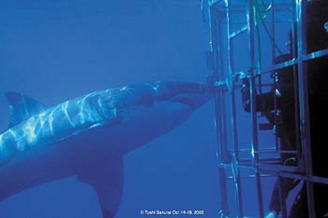 Swim with the sharks by 28