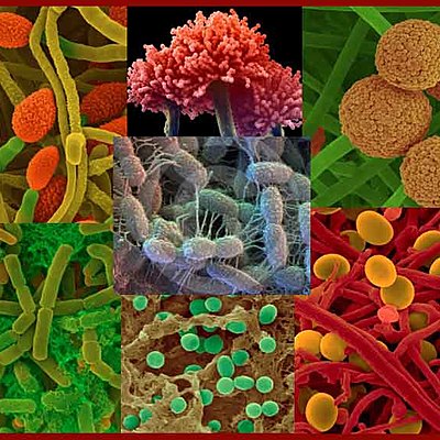 Timeline: Micro Agrícola- Steven Vargas