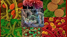 Timeline: Micro Agrícola- Steven Vargas