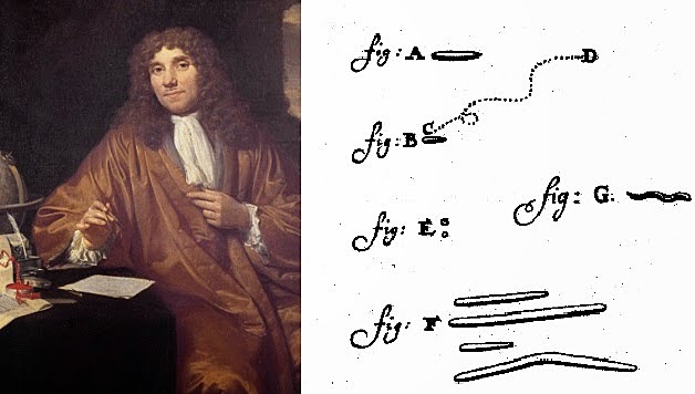 Van Leeuwenhoek