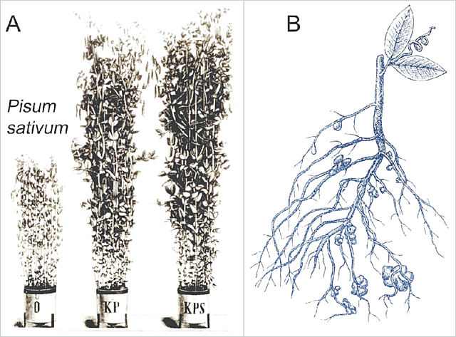 Experimentos Cuantitativos Sobre Plantas Creciendo en Recipientes